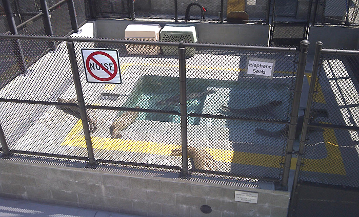 MMC Elephant Seal Patients